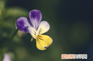牡丹花对国家的寓意，你支持牡丹为国花吗？除了flower，花还可以这样表达