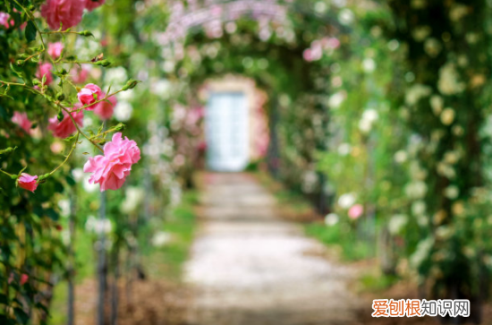 牡丹花对国家的寓意，你支持牡丹为国花吗？除了flower，花还可以这样表达