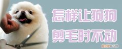 怎样让狗狗剪毛时不动，怎样给狗狗剃毛它不动