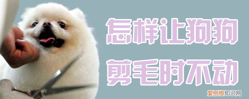 怎样让狗狗剪毛时不动，怎样给狗狗剃毛它不动