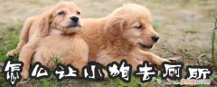 怎么让小狗去厕所