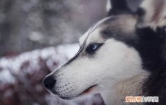 找狗很灵的办法 农村找狗很灵的方法