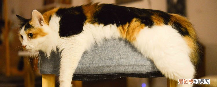 猫冬天打喷嚏正常吗,猫咪冬天打喷嚏正常吗,猫打喷嚏正常么，猫冬天一直打喷嚏