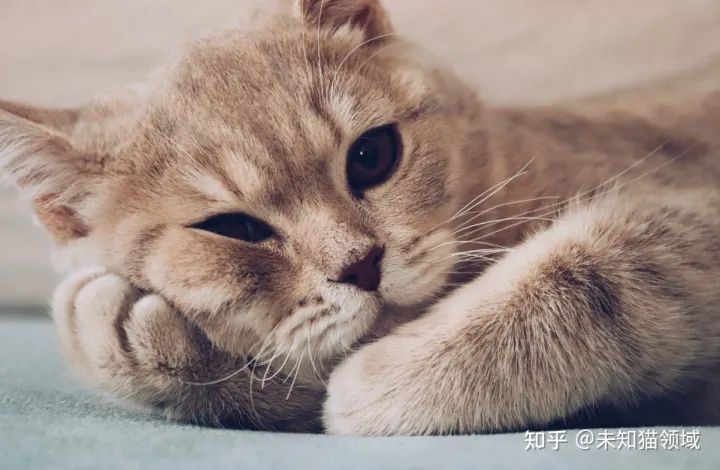 养宠物的意义 论文，养宠物的意义