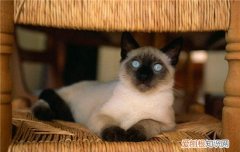 猫为什么会突然在床上拉尿,为什么会突然在床上拉尿,猫为什么突然尿在被子上