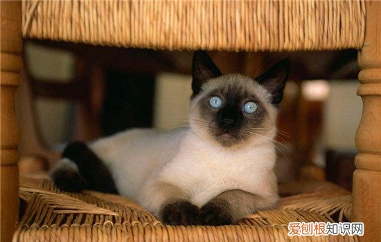 猫为什么会突然在床上拉尿,为什么会突然在床上拉尿,猫为什么突然尿在被子上