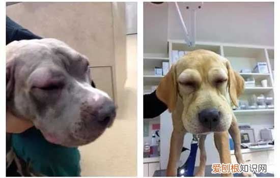 中亚牧羊犬饲养方法 科学喂养中亚牧羊犬的方法