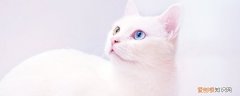 被小奶猫猫咬了针眼大小的伤口,被奶猫咬了一个小眼,被小奶猫咬了一个小口有点血
