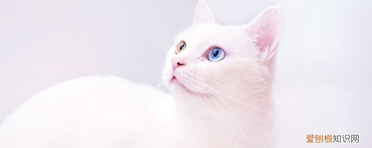 被小奶猫猫咬了针眼大小的伤口,被奶猫咬了一个小眼,被小奶猫咬了一个小口有点血