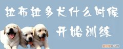 拉布拉多犬什么时候开始训练，拉布拉多幼犬什么时候开始训练
