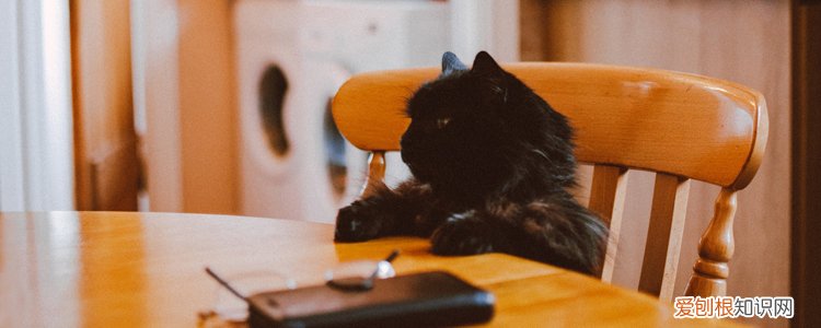 被小奶猫挠破皮没流血,被奶猫挠到没出血,被幼猫没出血有事吗，被小奶猫挠了没出血