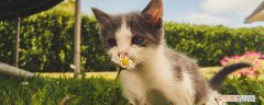 被小奶猫挠了会得狂犬病吗,被奶猫抓会得狂犬病吗,被幼猫抓会得狂犬病吗