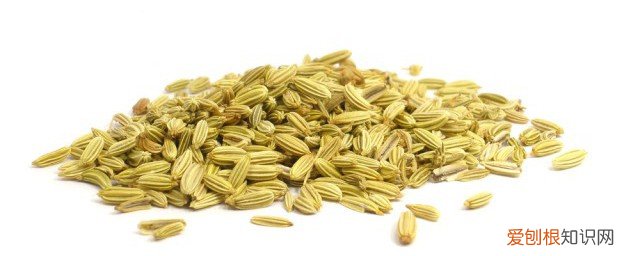 茴香的做法家常做法 茴香的做法家常