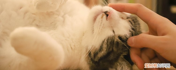 被小奶猫不小心划了手还用打针吗,被幼猫不小心抓了要不要打针,被小猫咪抓出血了要打针吗