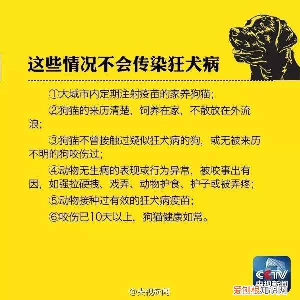 被小奶猫不小心划了手还用打针吗,被幼猫不小心抓了要不要打针,被小猫咪抓出血了要打针吗