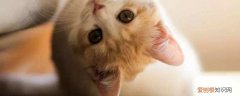 被小奶猫咬破了需要打针吗？,被小奶猫咬出血要打针吗,被小奶猫咬伤出血要打针吗