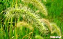 狼尾草和狗尾草区别图片，狗尾巴草和狼尾巴草有什么区别