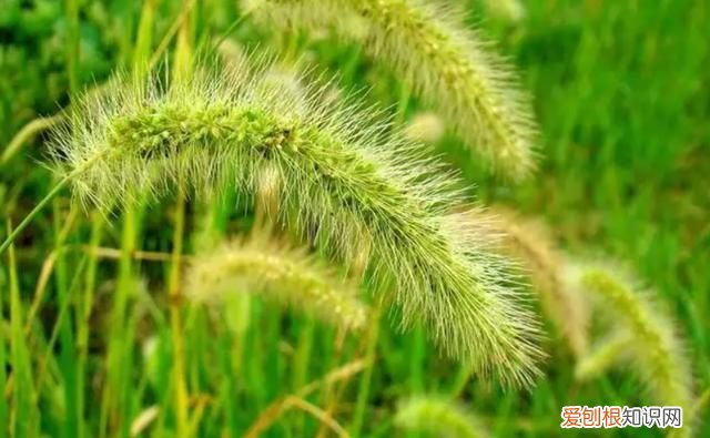 狼尾草和狗尾草区别图片,狗尾巴草和狼尾巴草有什么区别