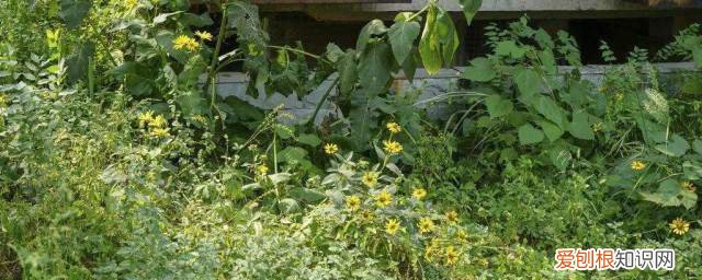 仙鹤草的禁忌人群 什么人不适合仙鹤草《不适合仙鹤草人群介绍》