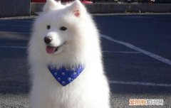 史宾格犬喂养注意事项 史宾格犬的饲养方法