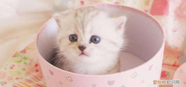 被小奶猫挠出血怎么办,被小奶猫挠出血了要打针吗,小奶猫挠出血怎么办