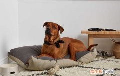 比熊犬的喂养方法有哪些 比熊犬的喂养方法