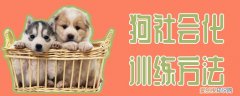 狗社会化训练方法，狗狗怎么社会化训练