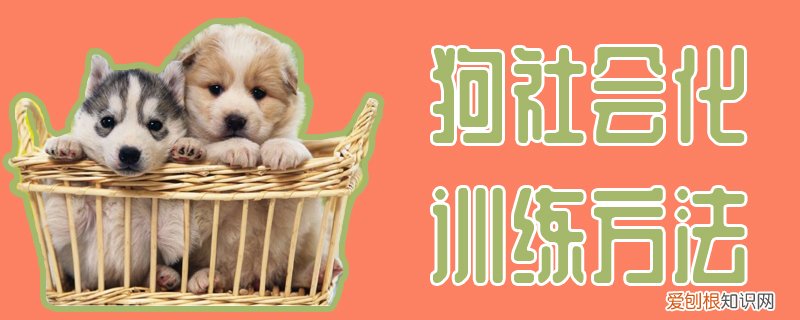 狗社会化训练方法，狗狗怎么社会化训练