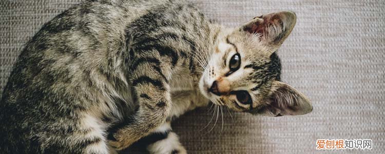 猫咪呼吸急促是什么原因,猫咪突然呼吸急促还叫唤,猫呼吸急促腹部起伏快