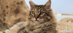 猫咪呼吸急促是什么原因,猫咪突然呼吸急促还叫唤,猫呼吸急促腹部起伏快