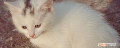 猫冻伤了是什么样,猫冻伤的症状,猫咪冻伤症状，猫冻着了有什么症状