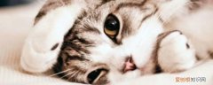 猫咪脚臭怎么处理,猫咪脚臭怎么去除,小猫脚臭怎么办，猫咪脚好臭