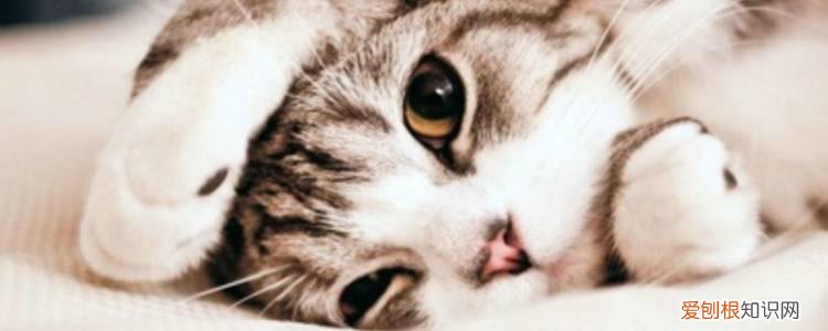 猫咪脚臭怎么处理,猫咪脚臭怎么去除,小猫脚臭怎么办，猫咪脚好臭