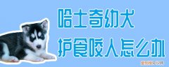 哈士奇幼犬护食咬人怎么办，比特犬护食咬主人怎么办