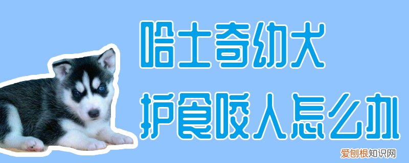 哈士奇幼犬护食咬人怎么办，比特犬护食咬主人怎么办
