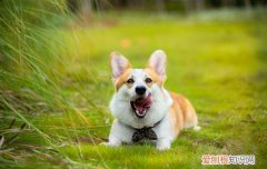 柯基尾巴为什么断尾的原因有哪些 柯基尾巴为什么断尾的原因