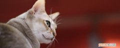 猫咪嘴唇发炎,猫咪嘴唇发炎怎么办,猫咪嘴唇边缘发炎，猫咪嘴上发炎