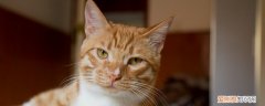 猫咪摔断脊椎,猫咪脊椎摔断,猫咪摔断脊椎抽搐不停发抖，小猫摔到地上抽搐