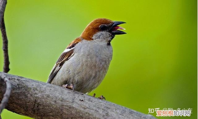 麻雀被什么动物吃掉，宠物知识之麻雀的养殖详解
