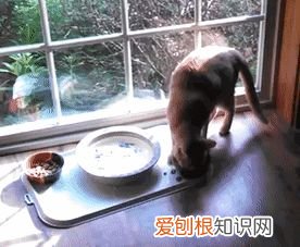 猫每次碗里都会剩点猫粮，宠物知识科普丨猫为啥总喜欢在碗里留点“存货”不吃完？