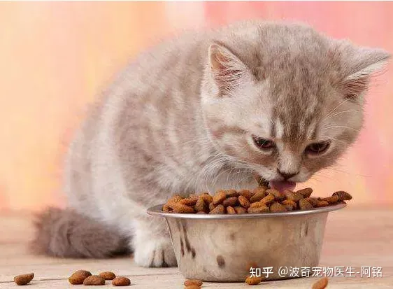 猫每次碗里都会剩点猫粮，宠物知识科普丨猫为啥总喜欢在碗里留点“存货”不吃完？