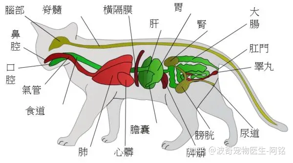 猫每次碗里都会剩点猫粮，宠物知识科普丨猫为啥总喜欢在碗里留点“存货”不吃完？