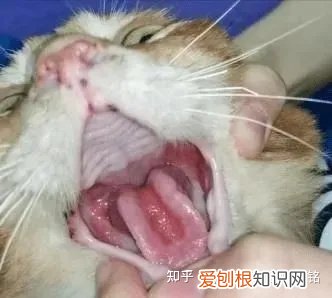 猫每次碗里都会剩点猫粮，宠物知识科普丨猫为啥总喜欢在碗里留点“存货”不吃完？