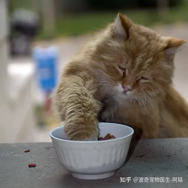 猫每次碗里都会剩点猫粮，宠物知识科普丨猫为啥总喜欢在碗里留点“存货”不吃完？