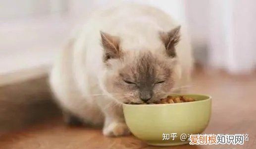 猫每次碗里都会剩点猫粮，宠物知识科普丨猫为啥总喜欢在碗里留点“存货”不吃完？