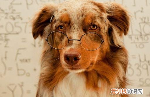 养宠小妙招，你不容错过的养宠小知识