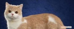猫咪乳腺炎是每个乳房都发炎吗,猫咪乳腺炎是每个乳房发炎吗,猫乳腺炎是每个乳房都发炎吗