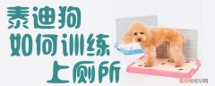 泰迪狗如何训练上厕所