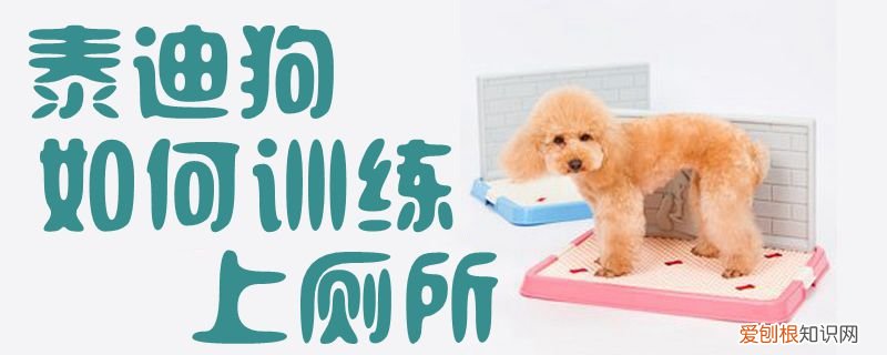 泰迪狗如何训练上厕所