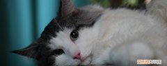 猫咪肝炎现象,猫咪肝炎症状,猫肝炎症状，猫咪急性肝炎原因
